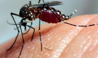 Defesa Civil de Itaporã alerta para epidemia de chikungunya e pede apoio da população