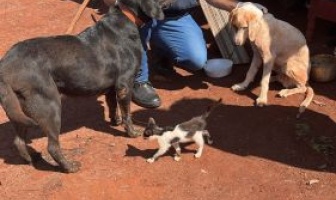 Defesa Civil e Vigilância Sanitária  de Itaporã atende denuncia de maus tratos com animais.
