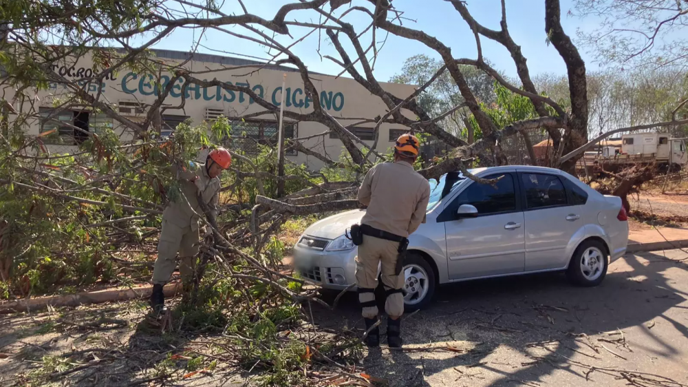 &quot;Já caiu mesmo&quot;, disse mulher conformada após carro ser atingido por árvore