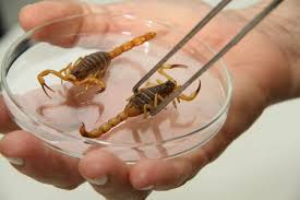 Decoe de Itaporã alerta sobre infestação  de escorpiões no município