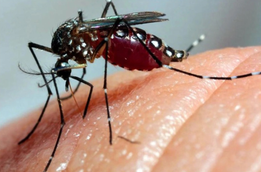 Defesa Civil de Itaporã alerta para epidemia de chikungunya e pede apoio da população