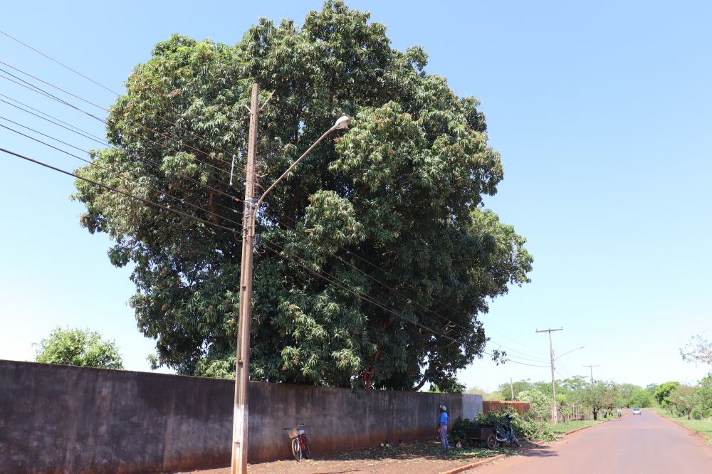 Árvore provoca curto circuito e Rua Paulo Yutaka fica sem iluminação pública temporariamente
